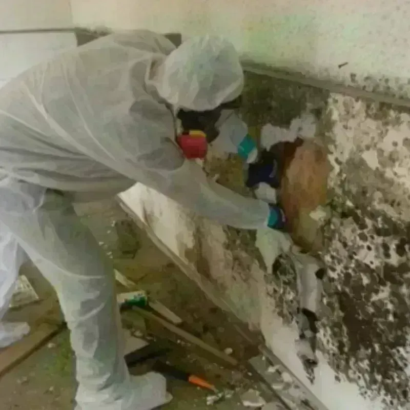 Mold Remediation and Removal in Bondsville, MA